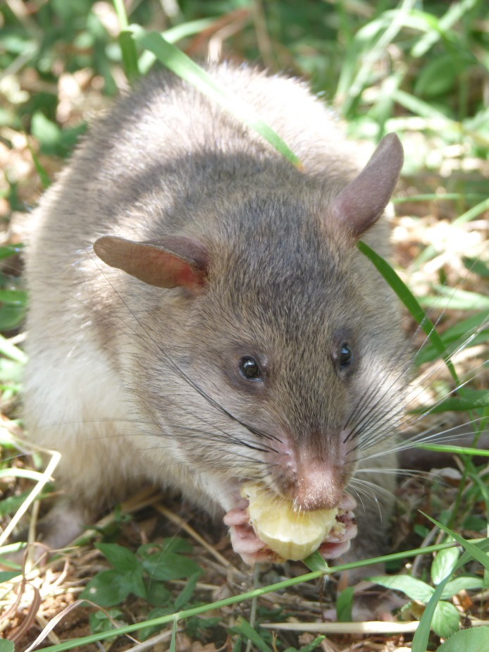 Article : Dégoûtant comme des rats